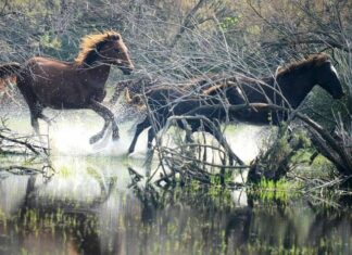 The Seven Churches of Asia