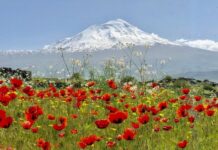 Changes to the Parakklesion