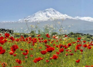 Changes to the Parakklesion