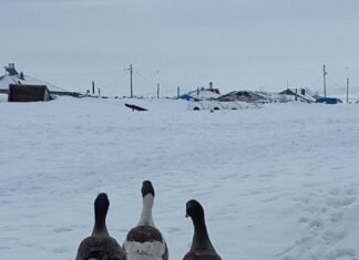 The Fall of Moravievs Government