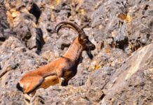 Sacred Cattle and Their Religious Importance